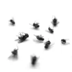 My-project-1-2023-05-03T174344.891.png - Cal King Pest Control Cal king pest control -