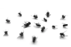 My-project-1-2023-05-03T174344.891.png - Cal King Pest Control Cal king pest control -