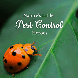 Cal king pest control -