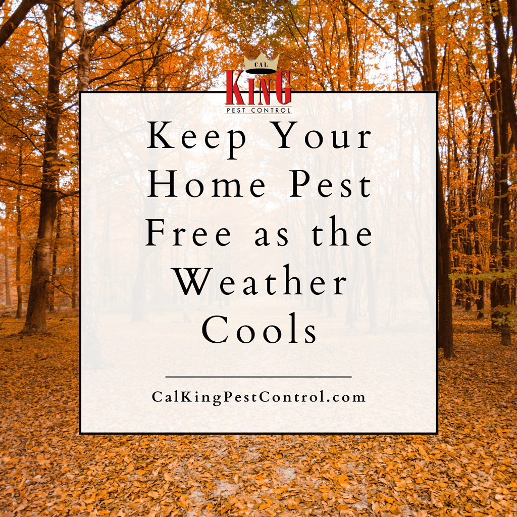 Cal King Newsletter 4 - Cal King Pest Control Cal king pest control -