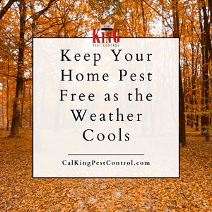 Cal king pest control -