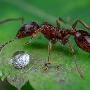 Cal king pest control - bite of ant, best pest control near me