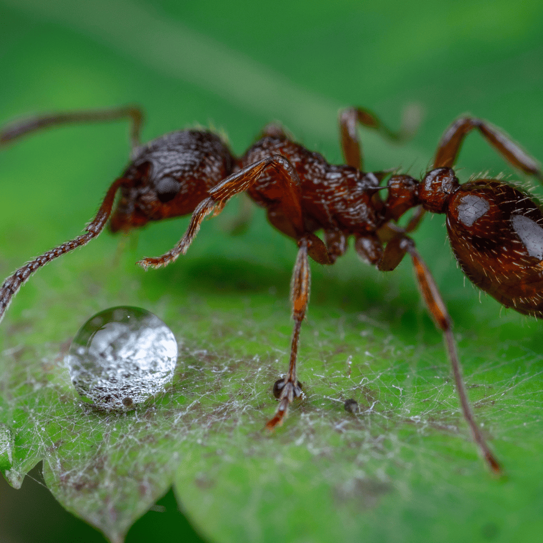 Calking Pest Management in Dobbins 
