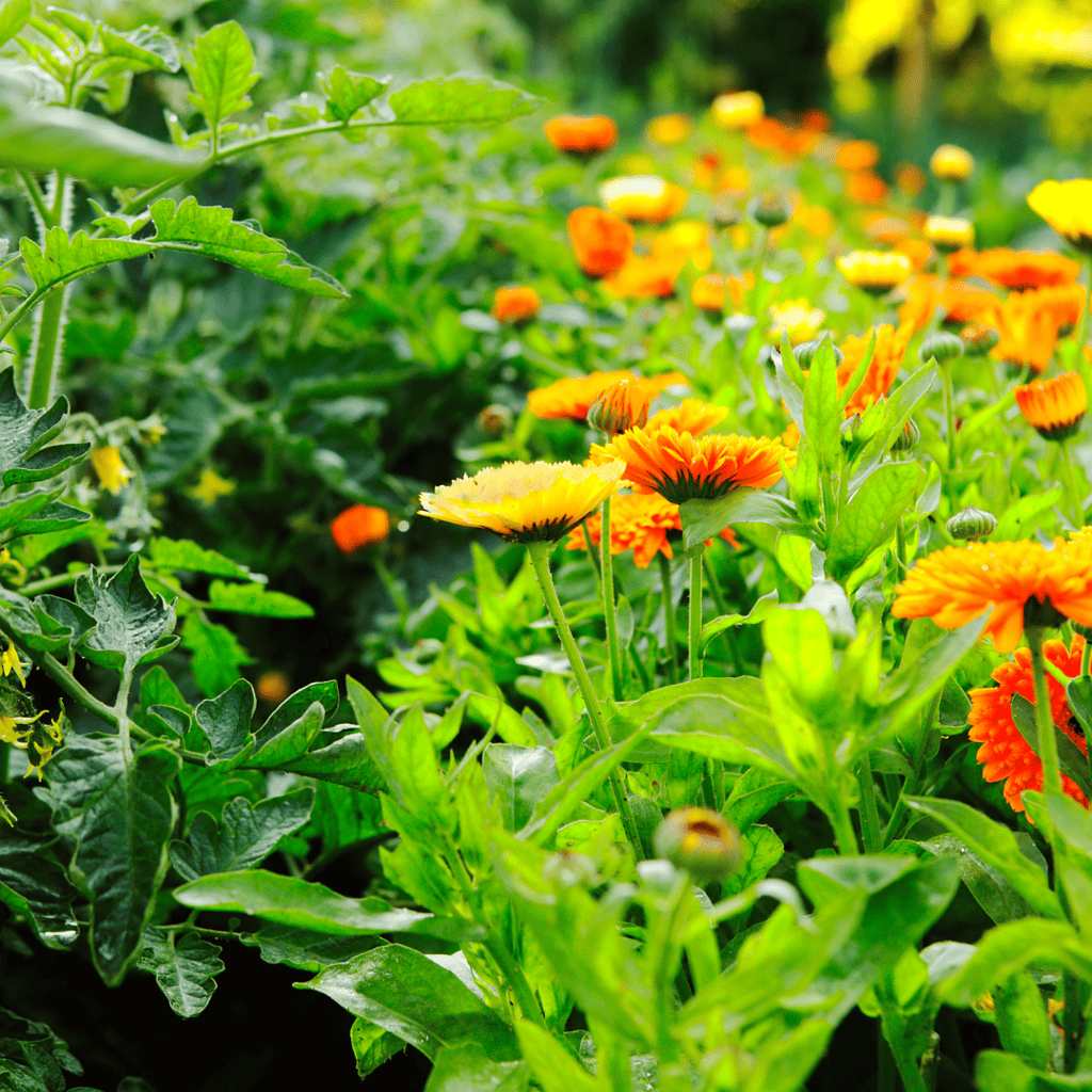 apartment pest control services