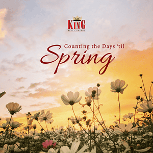 Cal king pest control -