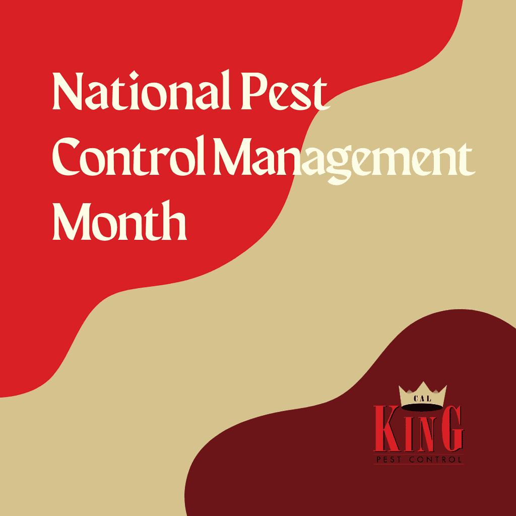 Cal King Newsletter 2 - Cal King Pest Control Cal king pest control -