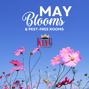 Cal king pest control -