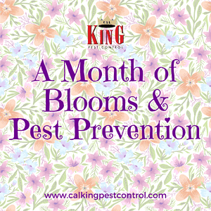 Cal king pest control -