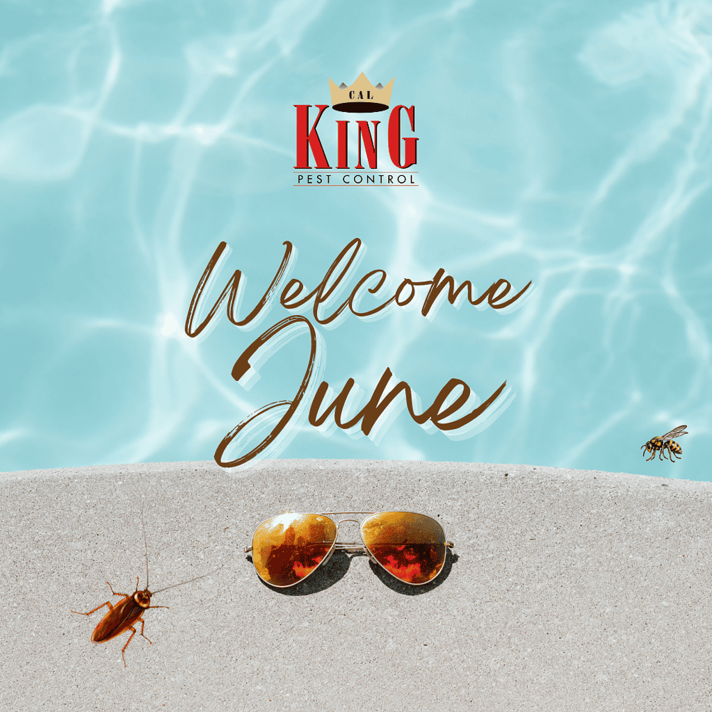 Cal King Newsletter 8 - Cal King Pest Control Cal king pest control -