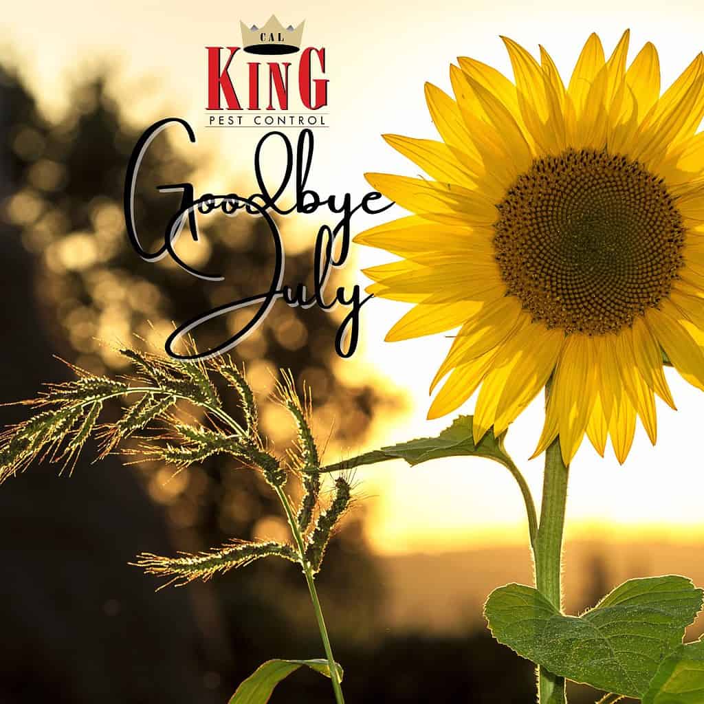 Cal-King-Newsletter-3 - Cal King Pest Control Cal king pest control -
