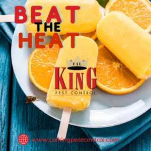Cal king pest control -