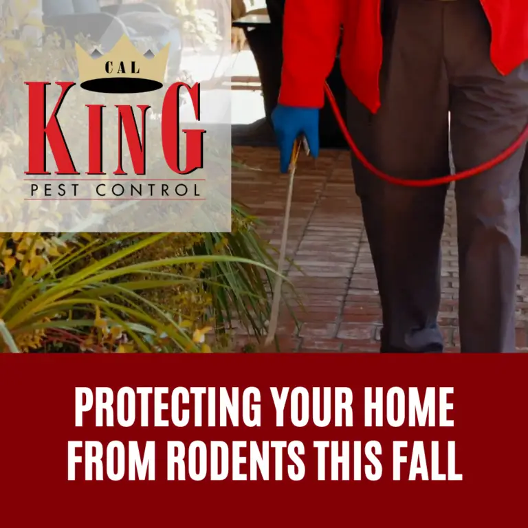 Protecting your home from rodents this fall - Cal King Pest Control Cal king pest control -