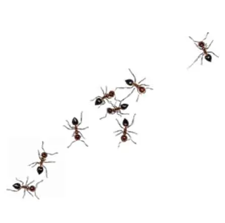 how to get rid of ants in house