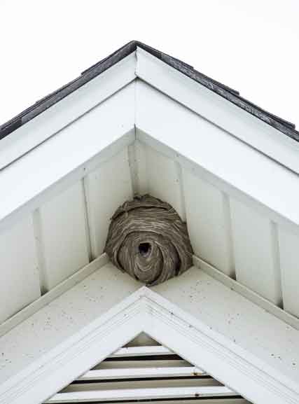 apartment pest control services