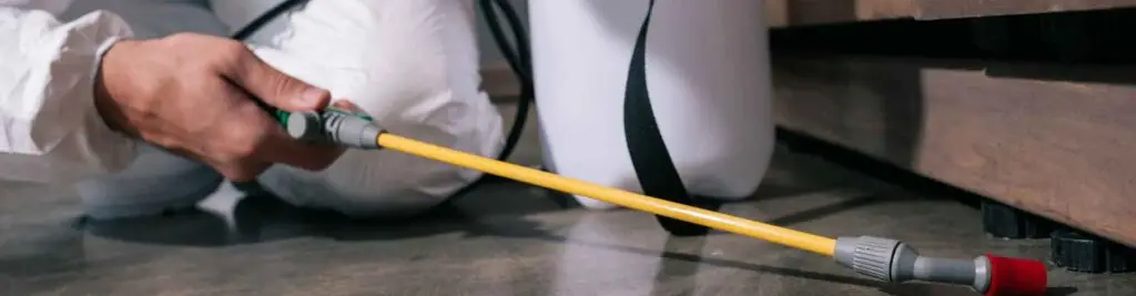 how to get rid of ants in house