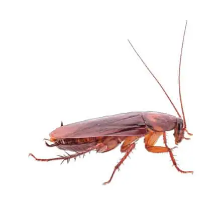 Cal king pest control -