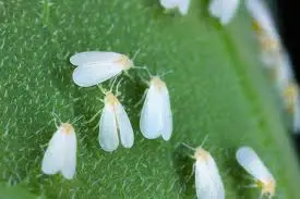 download - Cal King Pest Control Cal king pest control - rid of white flies, white flies, white fly, rose, rose bush, rose bushes