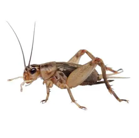Cal king pest control - cricket