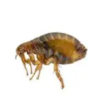 insect2 - Cal King Pest Control Cal king pest control - flea exterminator