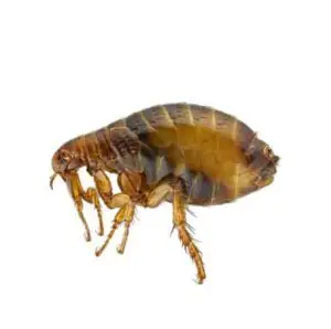Cal king pest control - flea exterminator