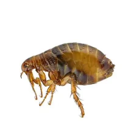 flea exterminator