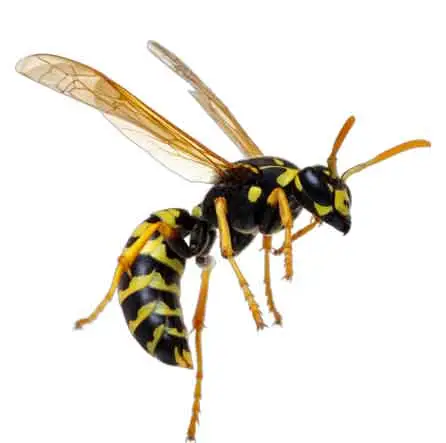 Cal king pest control -
