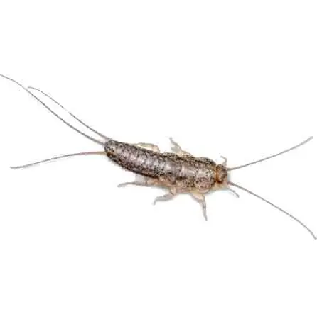 Cal king pest control -
