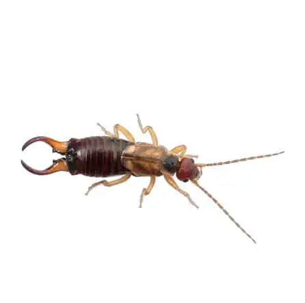 Cal king pest control -
