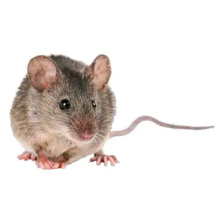 apartment pest control services