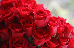 Cal king pest control - white flies on plants, rose, rose bush, rose bushes, white fly, white flies