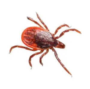 early signs of bed bugs, get rid of bed bugs