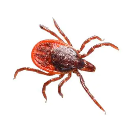 spider - Cal King Pest Control Cal king pest control - early signs of bed bugs, get rid of bed bugs