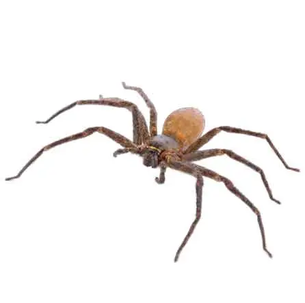 Cal king pest control - spider exterminator, what does a spider bite look like