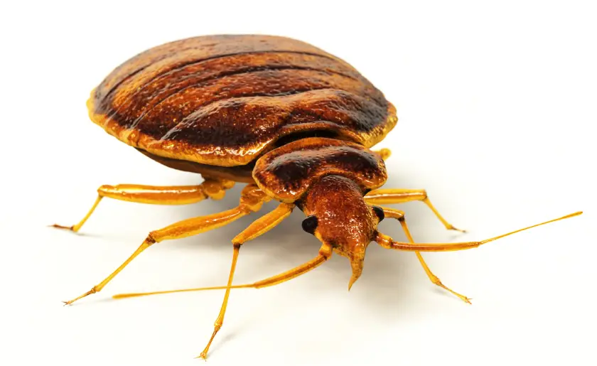get rid of bed bugs, early signs of bed bugs