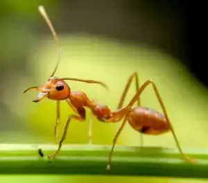 Cal King Pest Control   Cal King Pest Control   Close up of an orange ant walking on a green leaf
