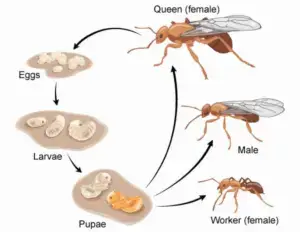 Cal King Pest Control   Cal King Pest Control   Life cycle diagram of a social insect eggs → larvae → pupae with adult queen male and worker shown and arrows connecting stages