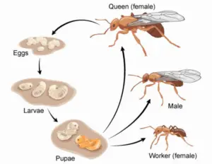 Bite of Ant: What It Means and How Ant Colonies Work