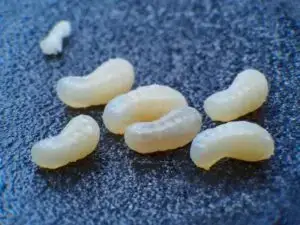 Cal King Pest Control   Cal King Pest Control   Small curved pieces of white pasta scattered on a dark textured surface