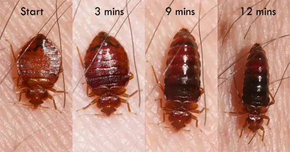 Cal King Pest Control   Cal King Pest Control   Time lapse sequence of a bed bug on human skin showing progression from start to 12 minutes with increasing body size