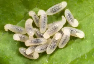 Cal King Pest Control   Cal King Pest Control   Cluster of white scale insects with dark bodies on a green leaf