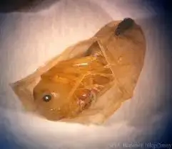 Cal King Pest Control   Cal King Pest Control   Orange goldfish inside a clear plastic bag resting on a white surface as if being packaged or transported