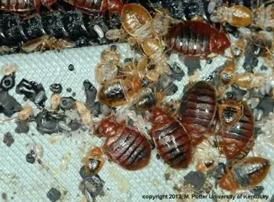 Cal King Pest Control   Cal King Pest Control   Several cockroaches including adults and nymphs on a textured surface with debris nearby pest scene