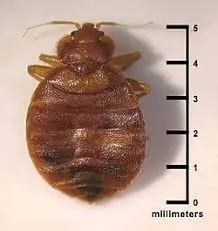 get rid of bed bugs