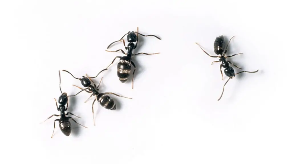 Cal King Pest Control   Cal King Pest Control   Four black ants on a white background scattered across the surface