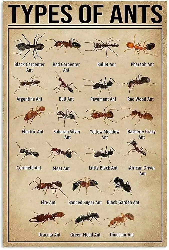 Cal King Pest Control   Cal King Pest Control   Poster titled Types of Ants showing 24 illustrated ant species with captions in a grid