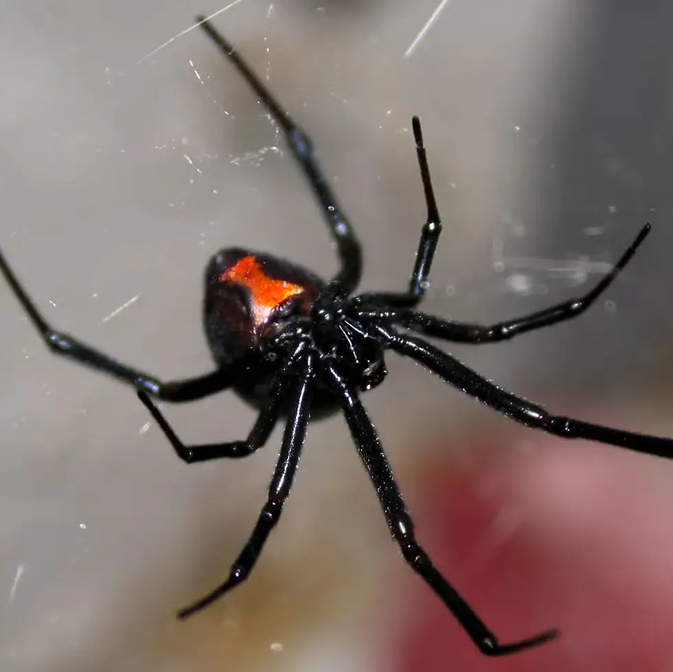 spider exterminator, what does a spider bite look like