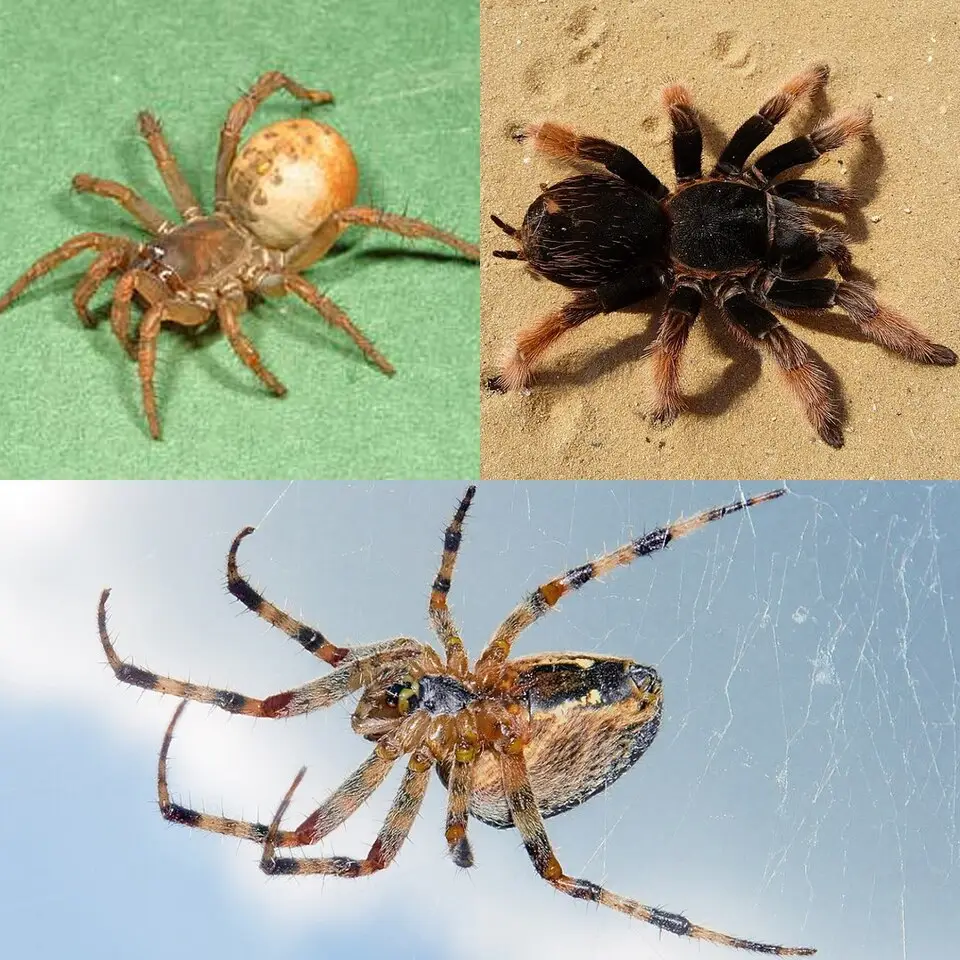 Cal king pest control - spider exterminator