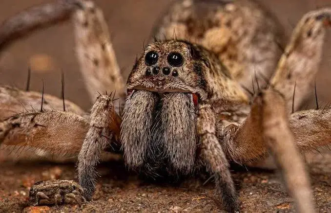 what does a spider bite look like