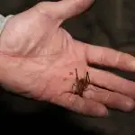 cricket bite - Cal King Pest Control Cal king pest control - cricket insect pest control