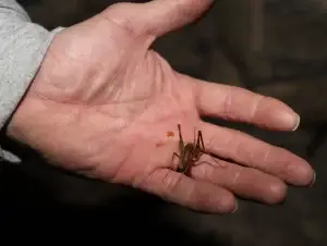 Cal king pest control - cricket insect pest control